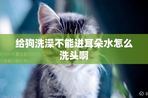 給狗洗澡不能進耳朵水怎么洗頭啊