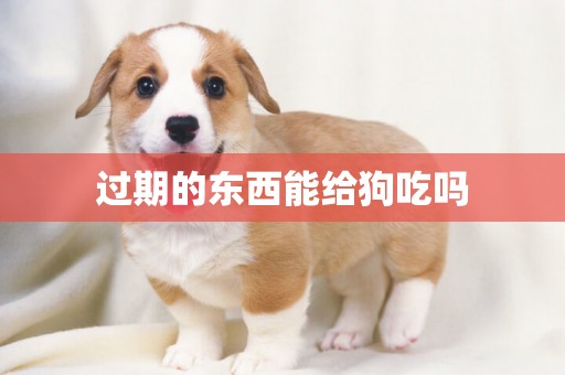 過期的東西能給狗吃嗎