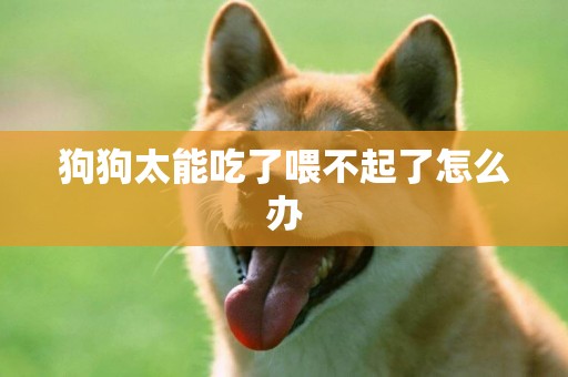 狗狗太能吃了喂不起了怎么辦