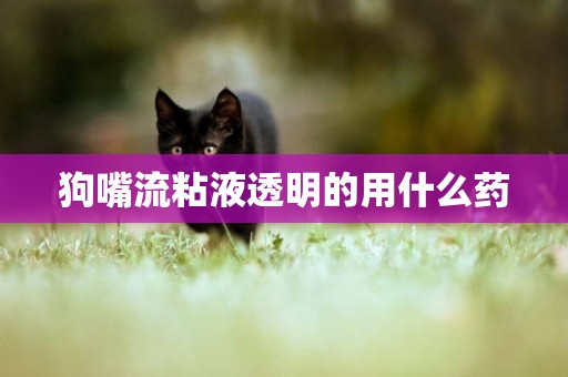 狗嘴流粘液透明的用什么藥