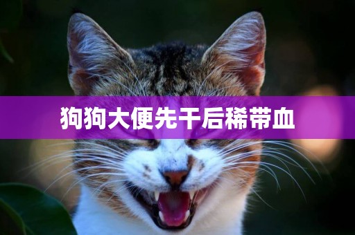 狗狗大便先干后稀帶血