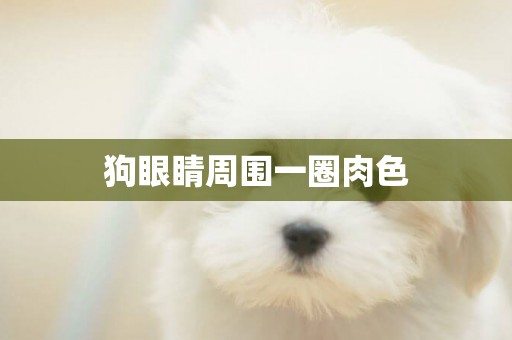 狗眼睛周圍一圈肉色