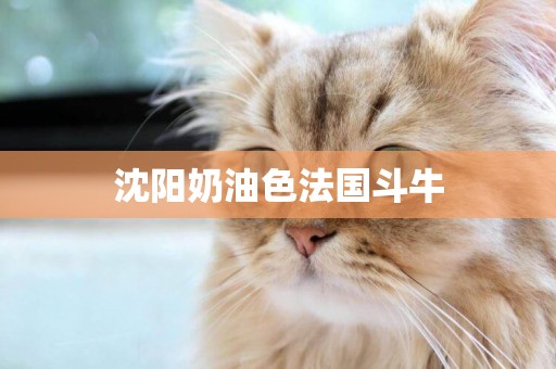 沈陽奶油色法國斗牛