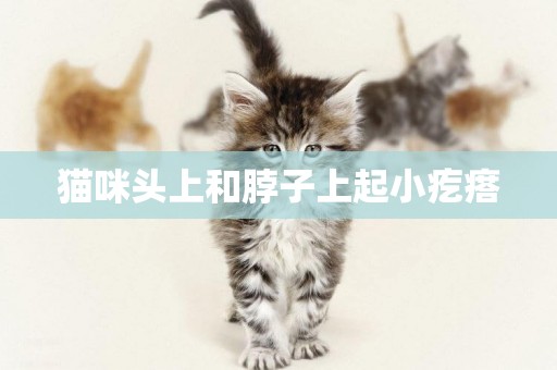 貓咪頭上和脖子上起小疙瘩