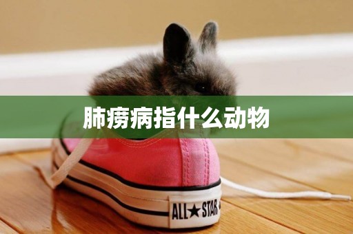 肺癆病指什么動物