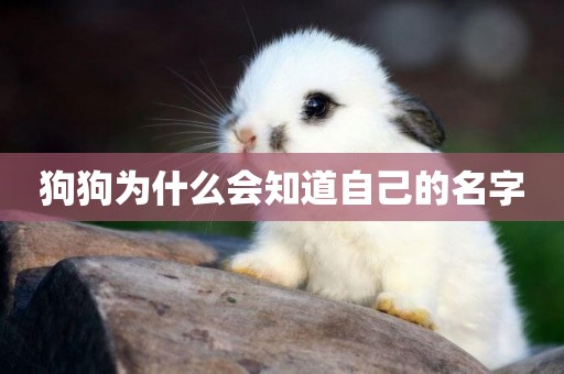狗狗為什么會知道自己的名字