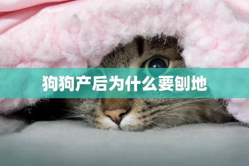 狗狗產后為什么要刨地