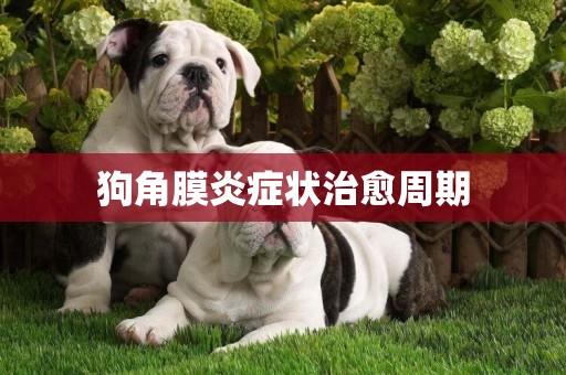 狗角膜炎癥狀治愈周期