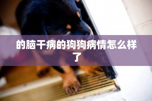 的腦干病的狗狗病情怎么樣了