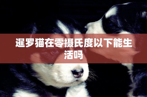 暹羅貓在零攝氏度以下能生活嗎