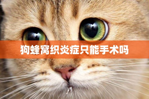 狗蜂窩織炎癥只能手術嗎