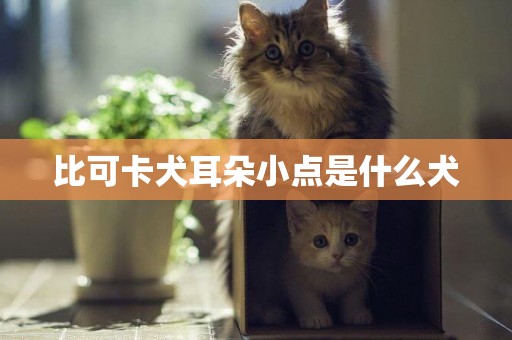 比可卡犬耳朵小點是什么犬