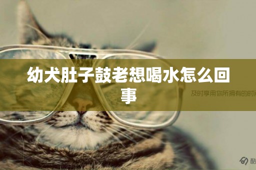 幼犬肚子鼓老想喝水怎么回事