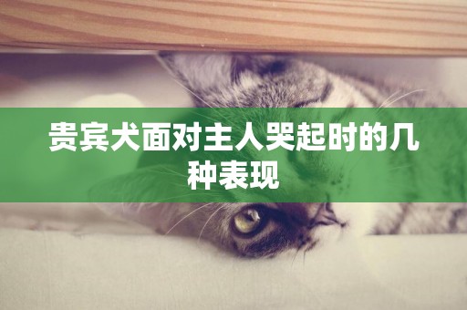 貴賓犬面對主人哭起時的幾種表現