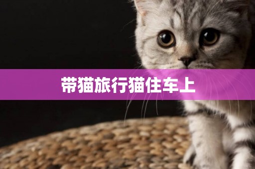 帶貓旅行貓住車上