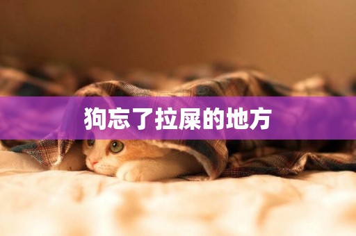 狗忘了拉屎的地方