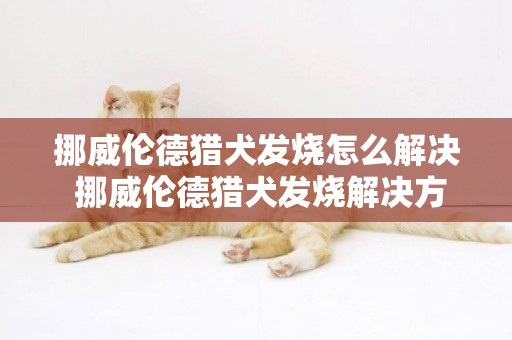 挪威倫德獵犬發燒怎么解決 挪威倫德獵犬發燒解決方案