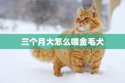 三個月大怎么喂金毛犬