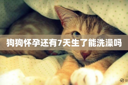 狗狗懷孕還有7天生了能洗澡嗎