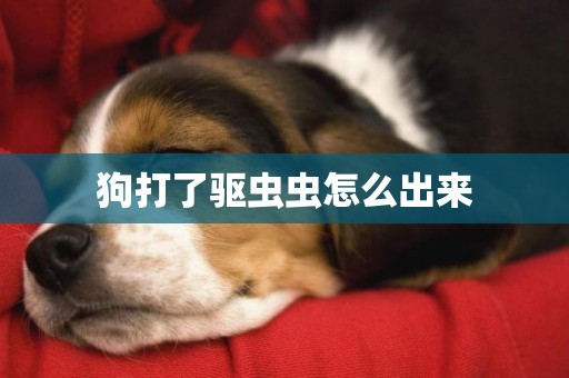 狗打了驅蟲蟲怎么出來
