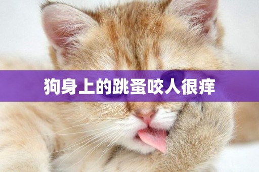 狗身上的跳蚤咬人很癢