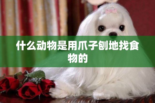 什么動物是用爪子刨地找食物的