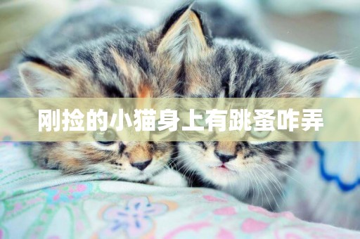 剛撿的小貓身上有跳蚤咋弄