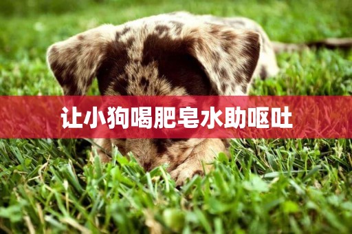 讓小狗喝肥皂水助嘔吐