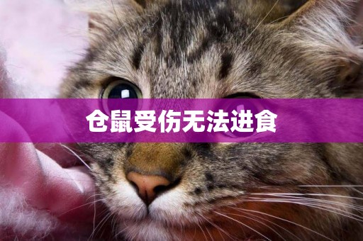 倉鼠受傷無法進食
