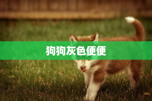 狗狗灰色便便