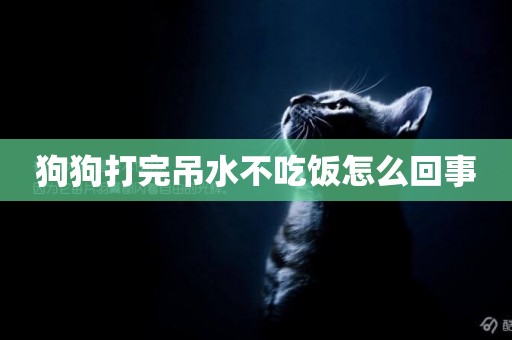 狗狗打完吊水不吃飯怎么回事