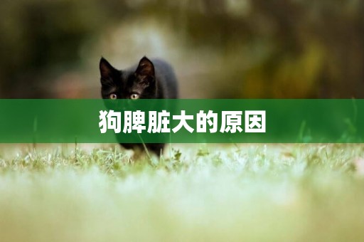 狗脾臟大的原因