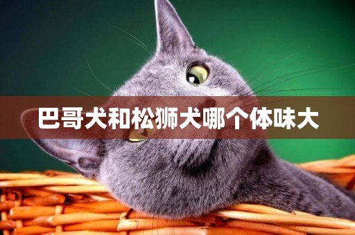 巴哥犬和松獅犬哪個體味大