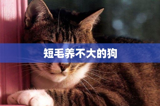 短毛養不大的狗
