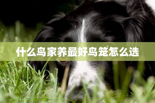 什么鳥家養最好鳥籠怎么選