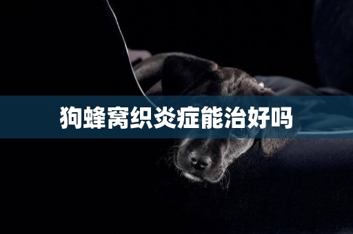 狗蜂窩織炎癥能治好嗎