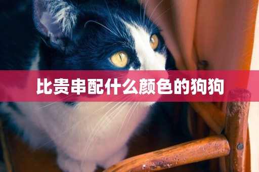 比貴串配什么顏色的狗狗