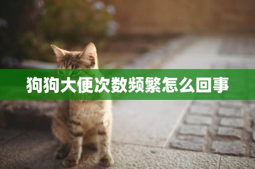 狗狗大便次數頻繁怎么回事