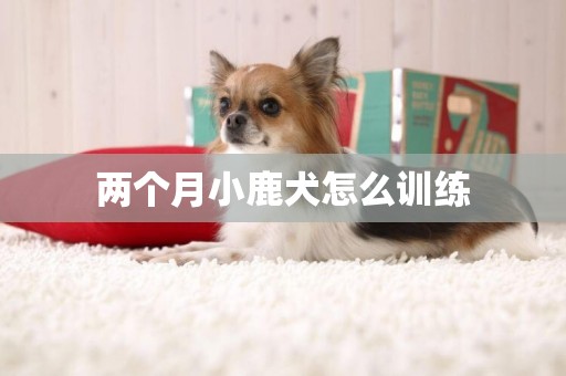 兩個月小鹿犬怎么訓練