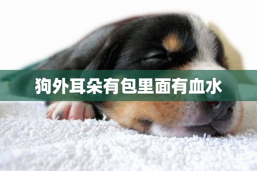 狗外耳朵有包里面有血水