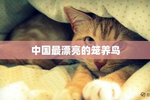 中國最漂亮的籠養鳥