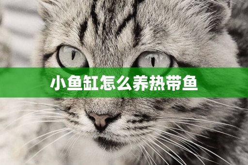 小魚缸怎么養熱帶魚