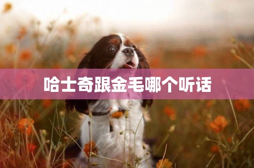 哈士奇跟金毛哪個聽話