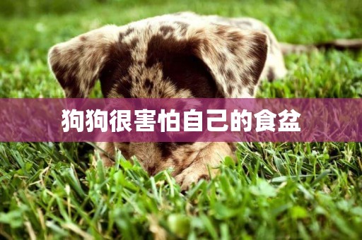狗狗很害怕自己的食盆