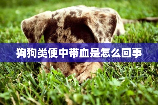 狗狗類便中帶血是怎么回事