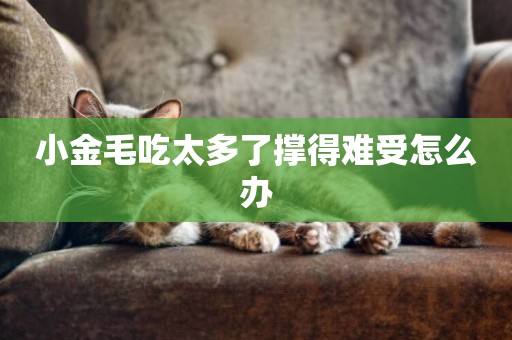 小金毛吃太多了撐得難受怎么辦