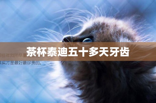 茶杯泰迪五十多天牙齒