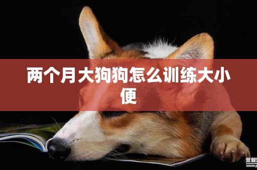 兩個月大狗狗怎么訓練大小便