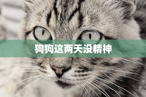狗狗這兩天沒精神