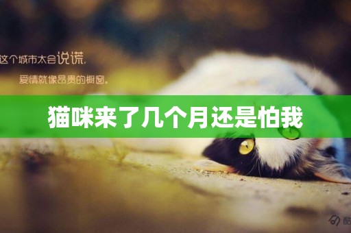 貓咪來了幾個月還是怕我